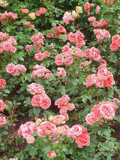 rabatowa róża KIMONO