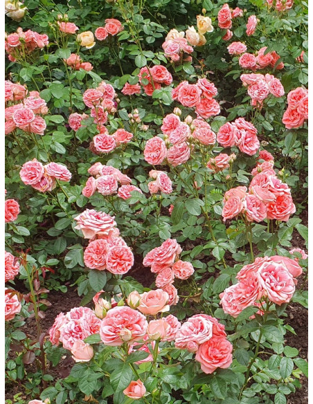 rabatowa róża KIMONO