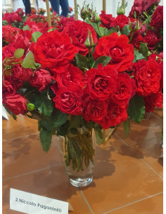 Niccolo Paganini czerwone róże rabatowe