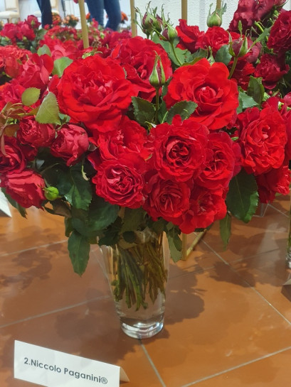 Niccolo Paganini czerwone róże rabatowe