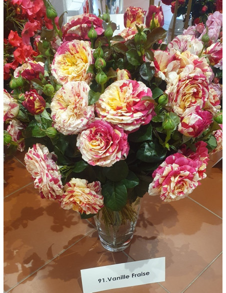 VANILLE FRAISE róża pnąca