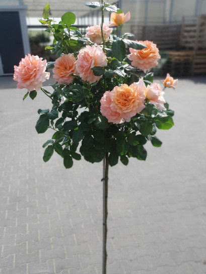 WARM WISHES pienna róża