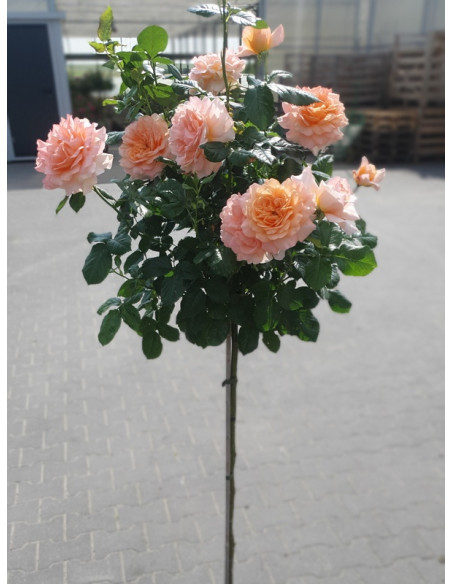 WARM WISHES pienna róża