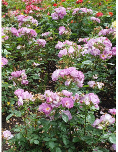 Blue for You róża krzaczasta 2