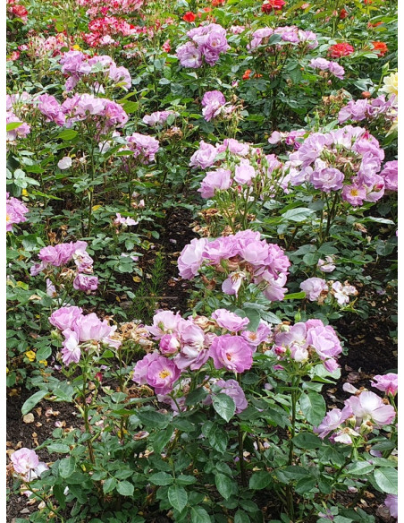 BLUE for YOU róża parkowa