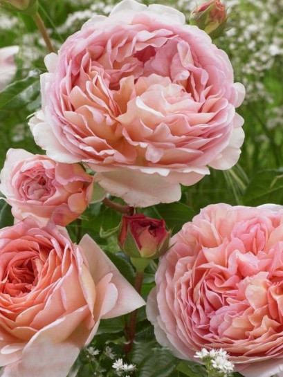 pienna róża CANDY RAIN