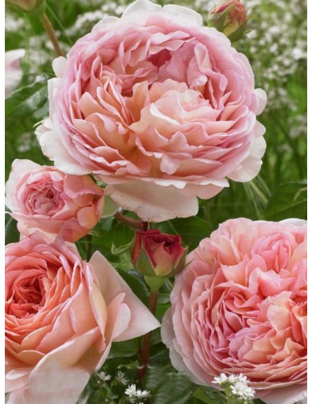 pienna róża CANDY RAIN