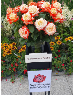 Imperatrice Farah róże wielkokwiatowe 2