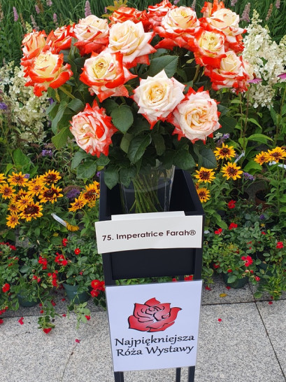 IMPERATRICE FARAH róża wielkokwiatowa