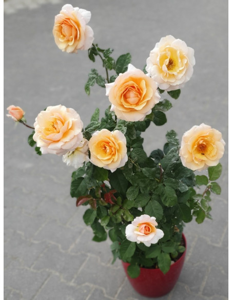 SWEET REVELATION róża wielkokwiatowa