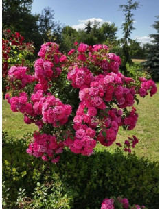 róża pienna Hay Five