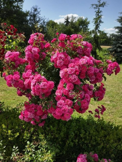 róża pienna Hay Five