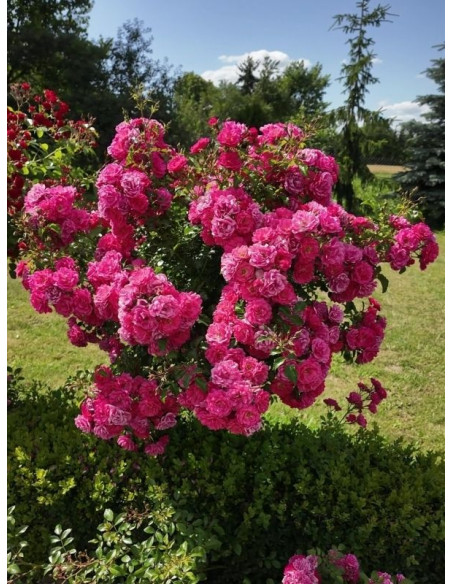 róża pienna Hay Five