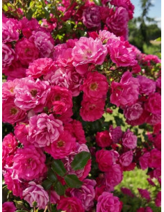 róża pienna Hay Five 2