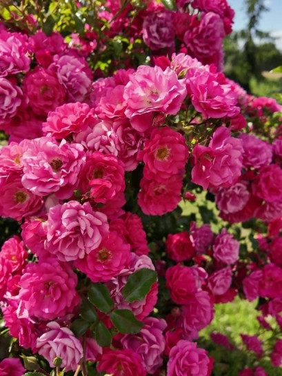 Hay Five róże pienne