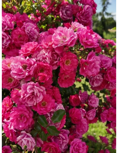 Hay Five róże pienne