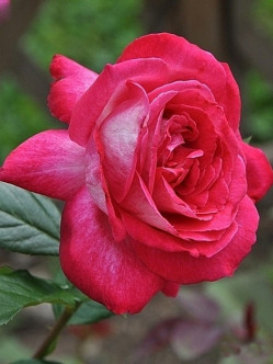 róże wielkokwiatowe Rose Gaujard