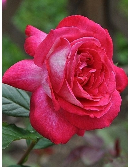 róże wielkokwiatowe Rose Gaujard