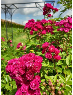 Dinky® róża parkowa 2