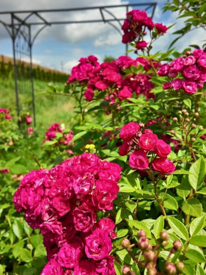 Dinky róża parkowa różowa