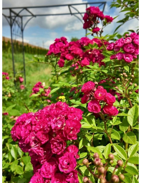 Dinky róża parkowa różowa