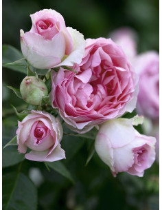 MINI EDEN ROSE - róża pnąca 2