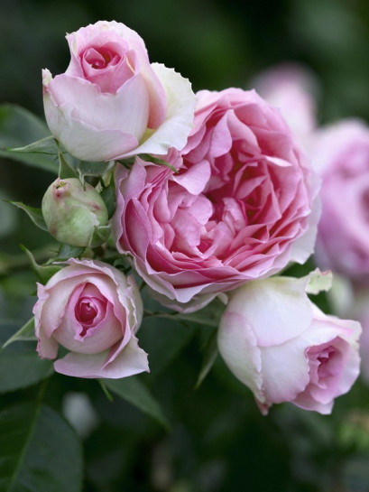 pnąca róża MINI EDEN ROSE®