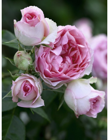 pnąca róża MINI EDEN ROSE®