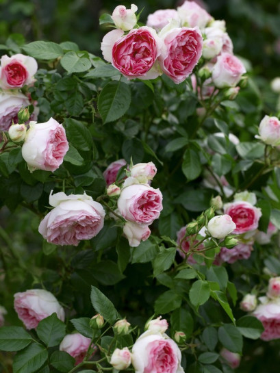 MINI EDEN ROSE® róża pnąca