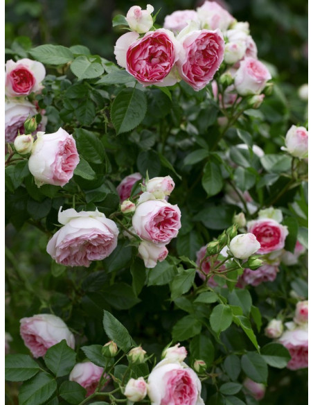 MINI EDEN ROSE® róża pnąca