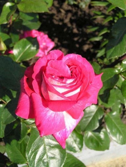 wielkokwiatowe róże Rose Gaujard