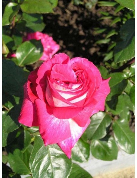 wielkokwiatowe róże Rose Gaujard