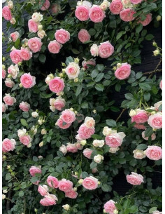 parkowa róża Eden Rose