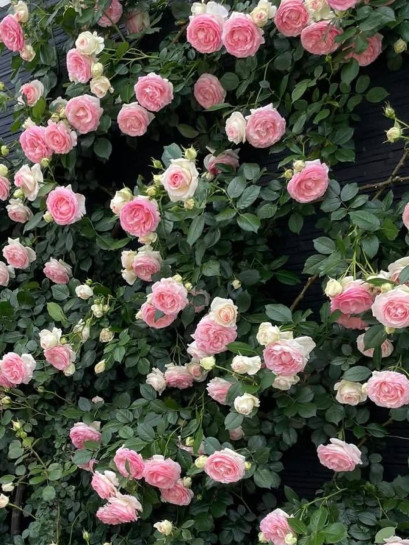parkowa róża Eden Rose