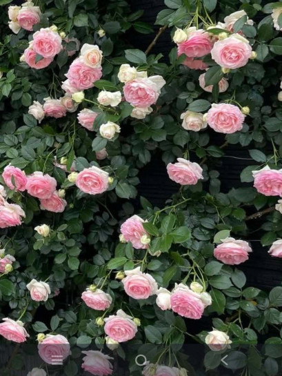 róża Eden Rose parkowa