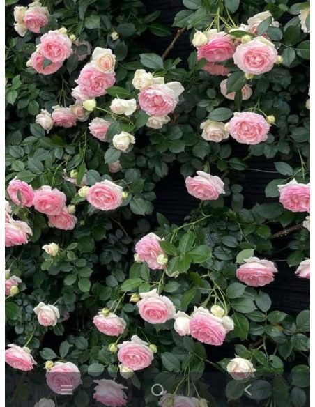 róża Eden Rose parkowa