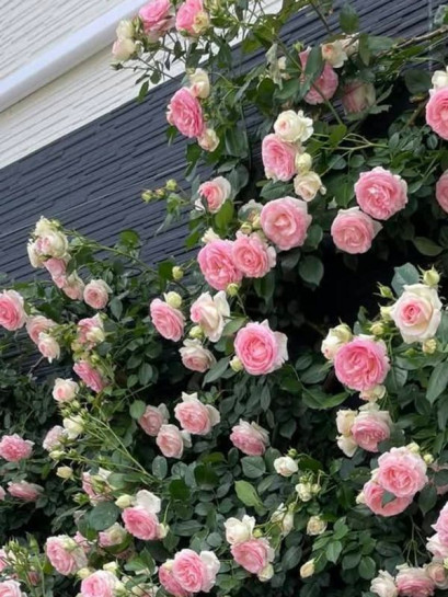 róża Eden Rose parkowa