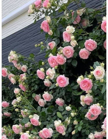 róża Eden Rose parkowa