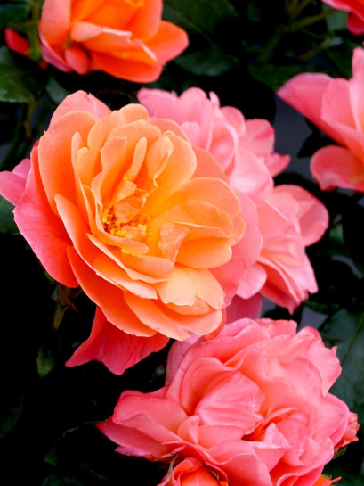 SUGAR CANDY ROSE bezkolcowa róża miniaturowa