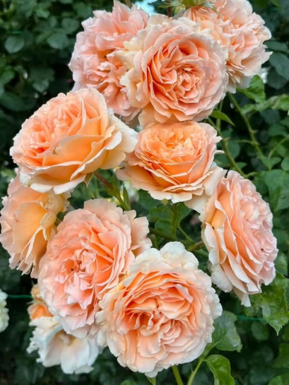 Polka pnące róże