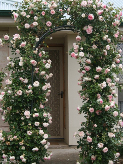 eden rose nostalgiczna roza parkowa