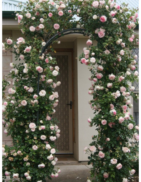 eden rose nostalgiczna roza parkowa
