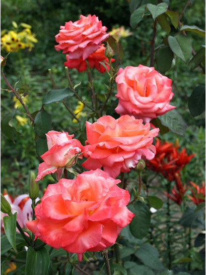 róże wielkokwiatowe folklore