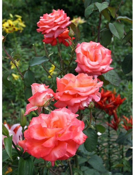 róże wielkokwiatowe folklore