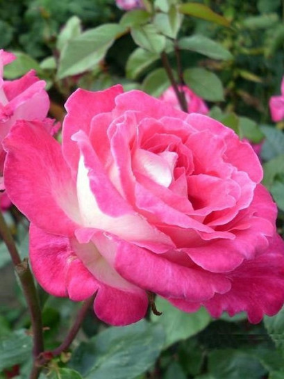 Rose Gaujard wielkokwiatowe róże