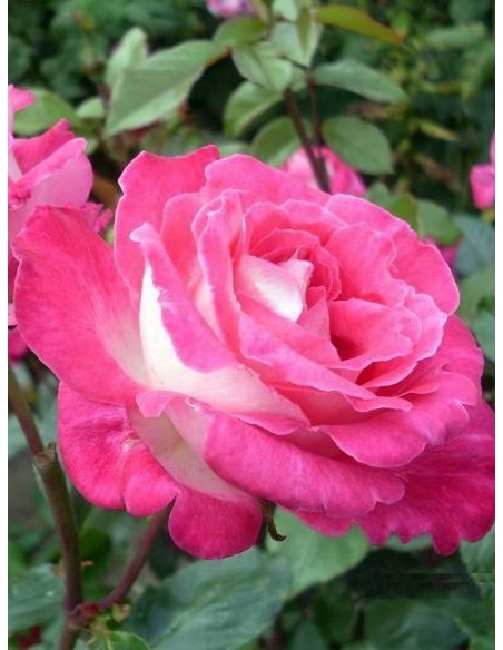 Rose Gaujard wielkokwiatowe róże