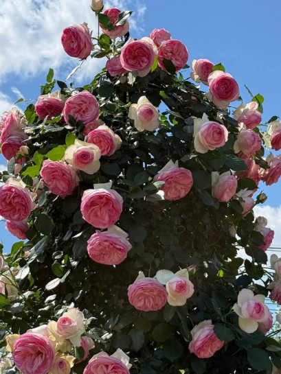 eden rose roza nostalgiczna parkowa