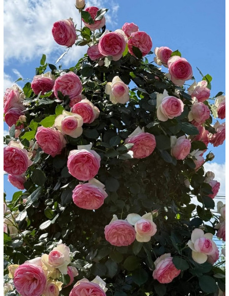 eden rose roza nostalgiczna parkowa