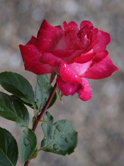 roze wielkokwiatowe Rose Gaujard