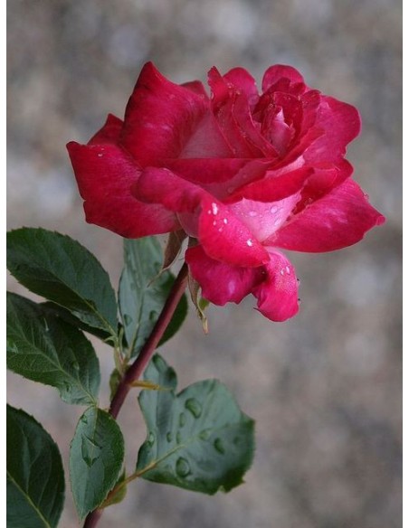 roze wielkokwiatowe Rose Gaujard